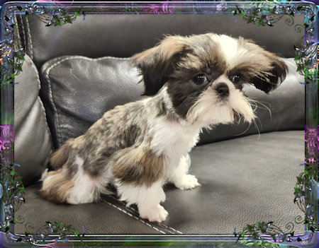 Tiny little male chinese imperial shih tzu puppies for sale teacup